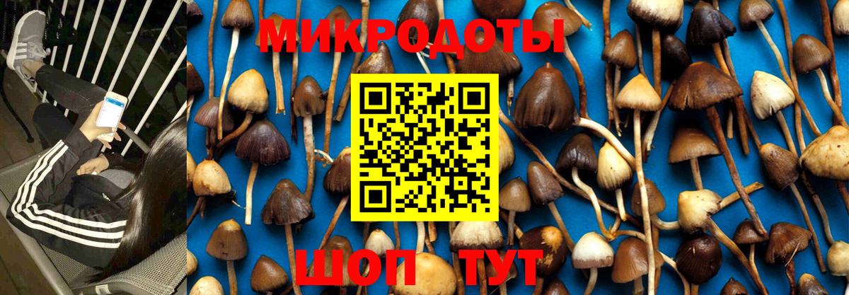 Галлюциногенные грибы Psilocybine cubensis Кубинка